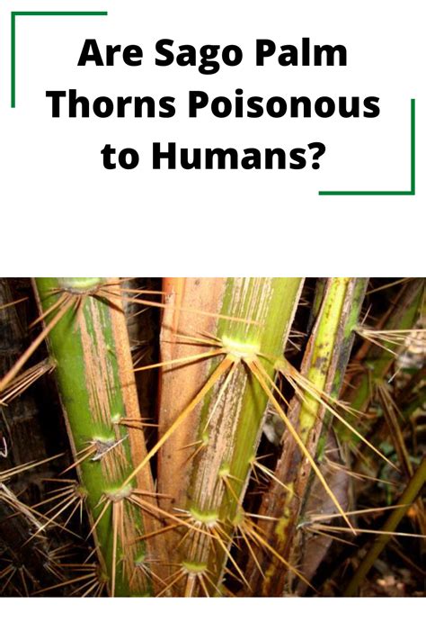 are thorns poisonous to humans